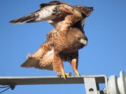 Studying SoCal Hawks