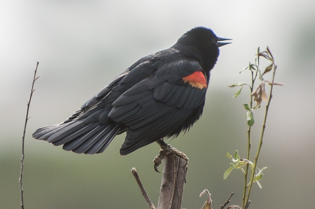 Wildlife, Present and Absent, at the Sepulveda Basin