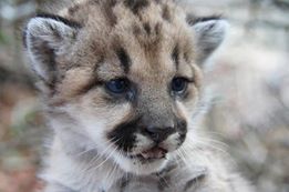 New Santa Monica Mountain Lion Kittens