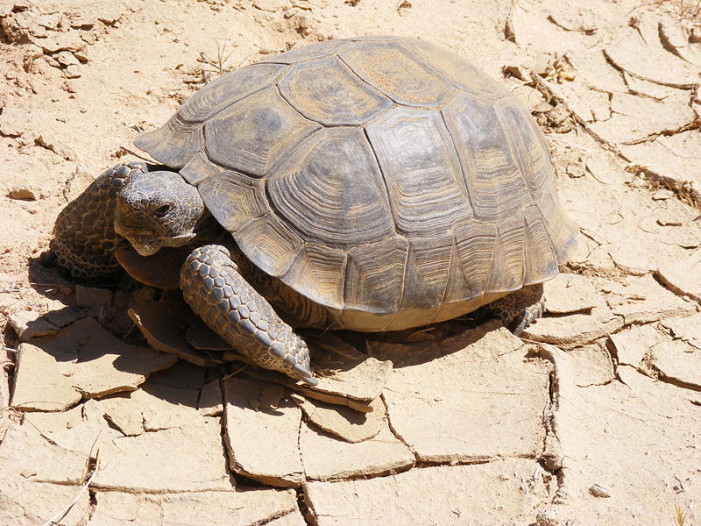 More Roaming for Desert Tortoises