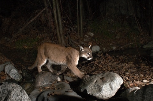 WALKING THROUGH - The big cat is on a mission. PHOTO: Denis Calett