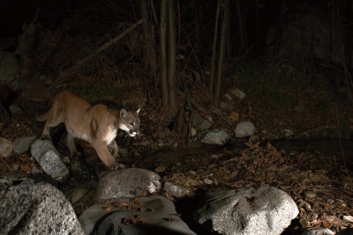 CAUGHT IN THE CAMERA -- Better get used to the fame, cougar! PHOTO: Denis Calett