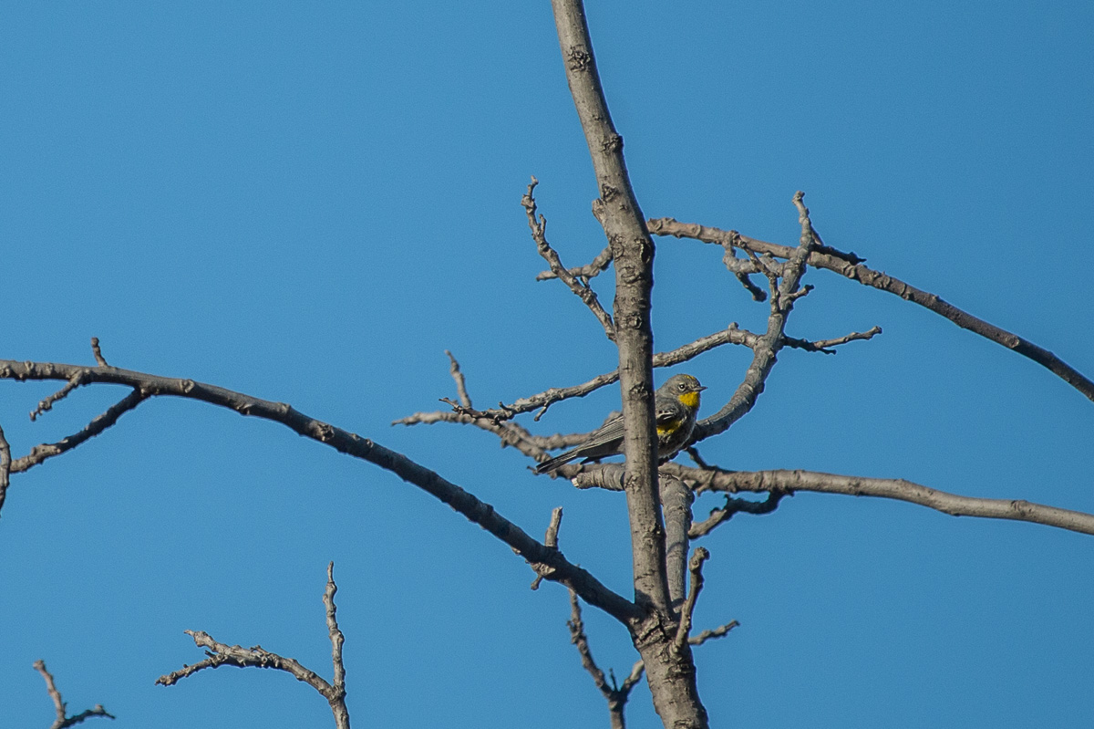 birdcount-ButterButt