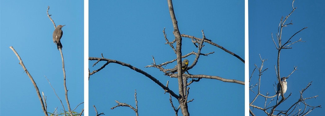 LOOK UP -- Flicker, warbler and scrub jay.