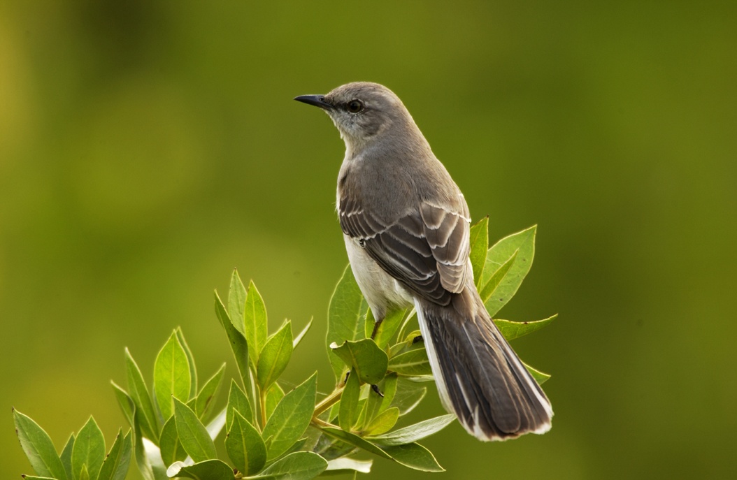 NorthernMockingbird