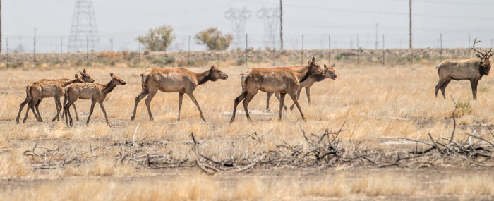 ElkHerd2