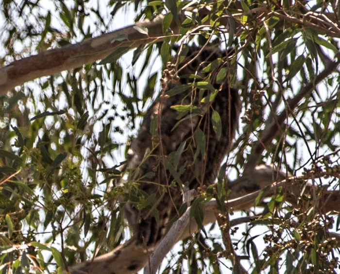 GreatHornedOwl