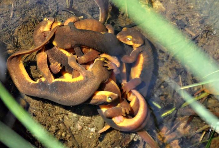 Staring Down The Mysterious California Newt Socal Wild 3378